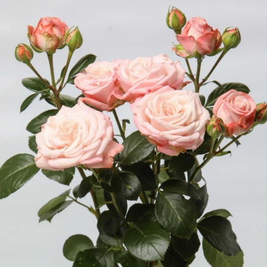 Пионавидная роза Bombastic