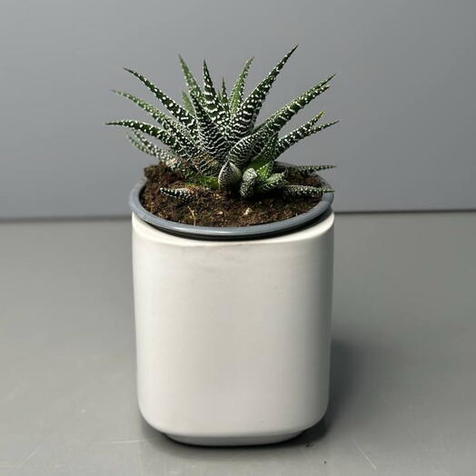 Комнатное растение Суккулент