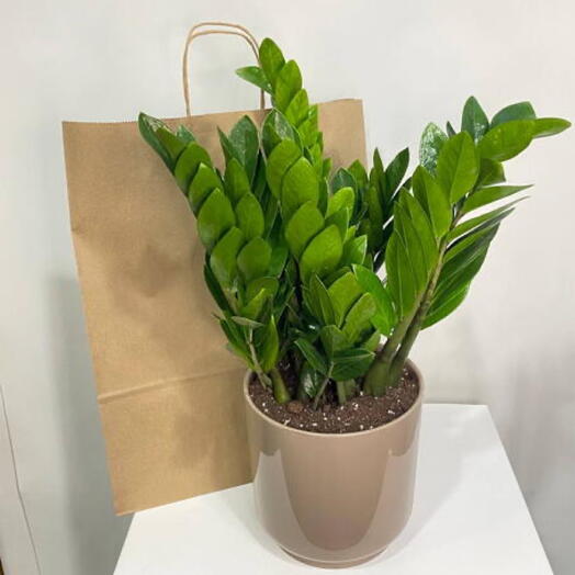 Комнатное растение Замиокулькас в пластиковом горшке