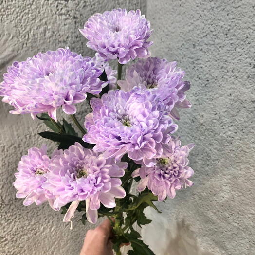 Хризантема Алтай