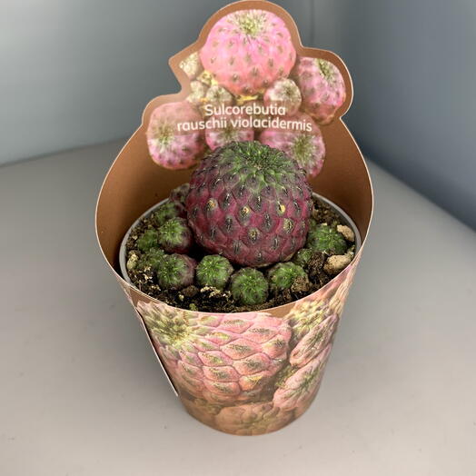 Сулькоребуция Rauschii Violacidermis Potcover(суккулент)