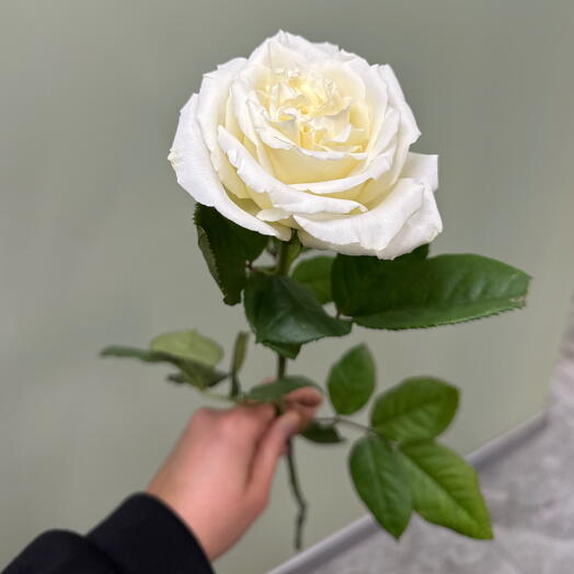 Роза Плайя бланка