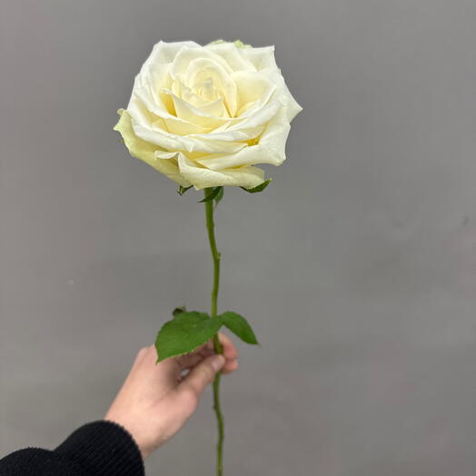 Роза белая