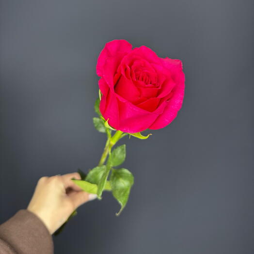 Rosa