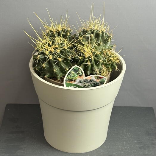 Колючий питомец 🌵 Кактус с длинными иголками в стильном горшке 🌵