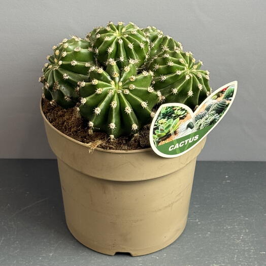 Кактус - колючий питомец🌵( в 17 горшке)