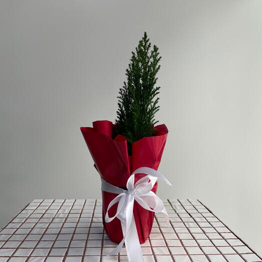 Елка в горшке мини