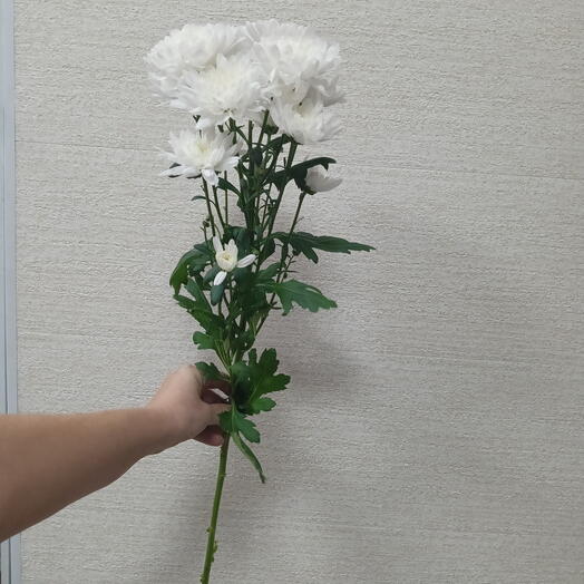 Хризантема кустовая, белая