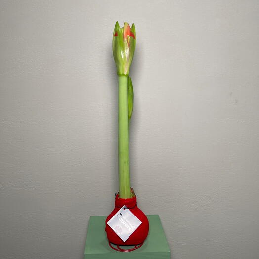 Амариллис «Красное пламя»