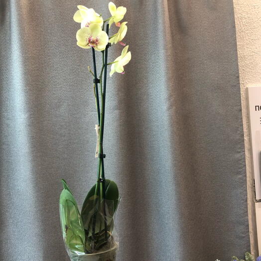 Фаленопсис