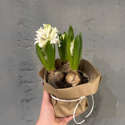 Ароматные белые гиацинты в кашпо