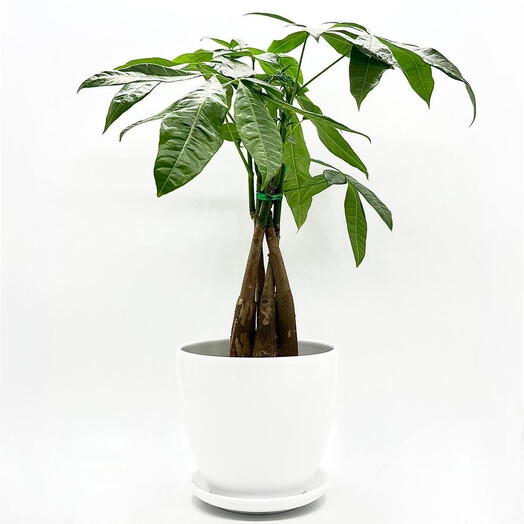 Пахира Акватика в керамическом белом горшке с поддоном, высота композиции 40-50 см
