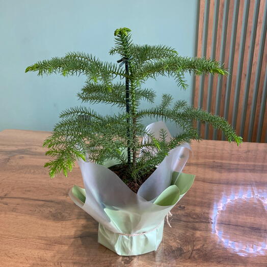 Арауккария