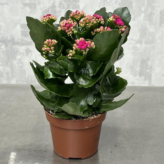 🪴Комнатное растение🪴Каланхое🪴