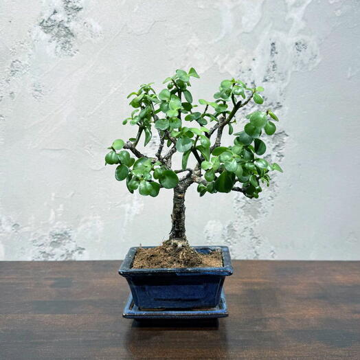 Денежное дерево