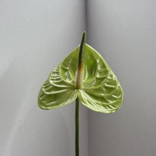 Green Anthurium