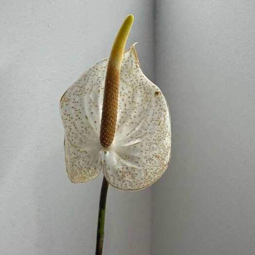White Anthurium