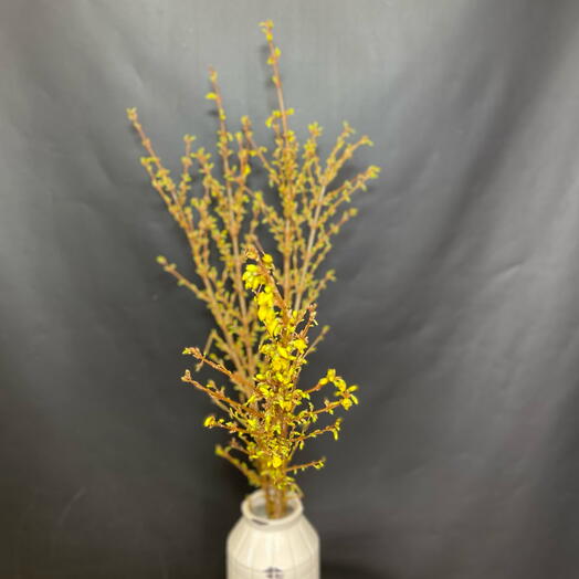 Форзиция цветущие ветви высокие