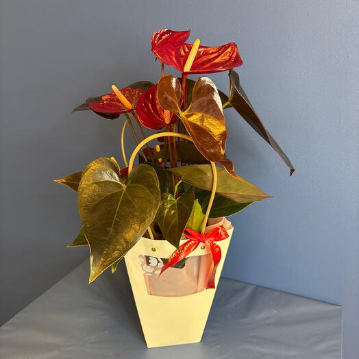 Бордовый антуриум в горшке