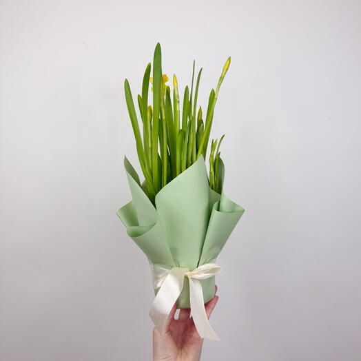 Нарциссы д12см в зеленой подарочной упаковке