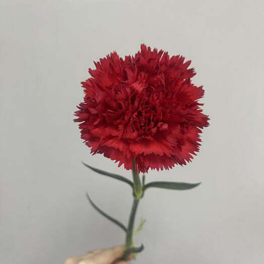 Красная гвоздика
