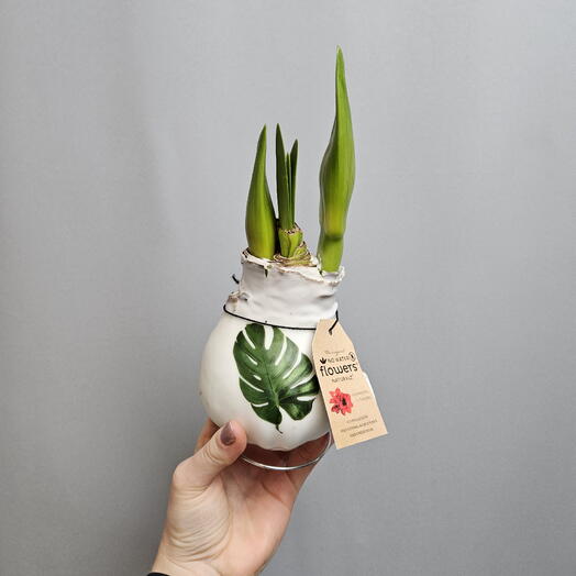 Луковица амариллиса в воске