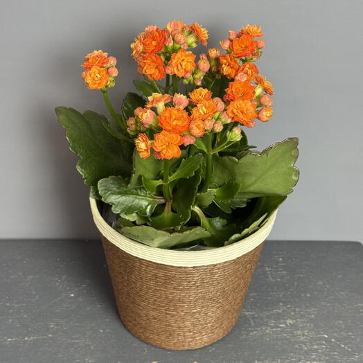 Каланхое оранжевый в плетеном кашпо 😍🔥