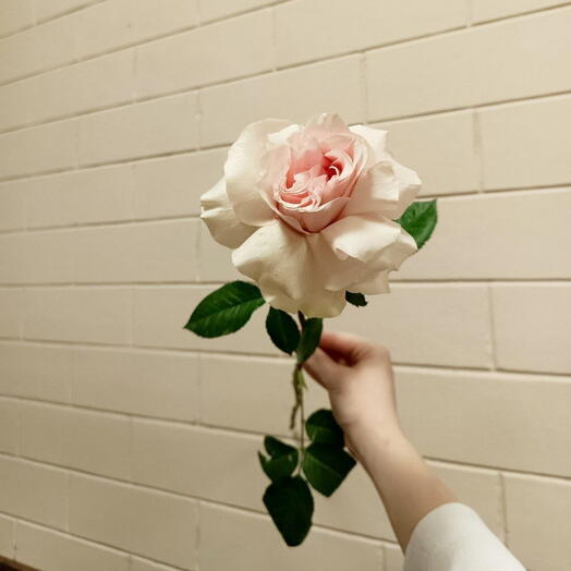 Французская роза 🌹