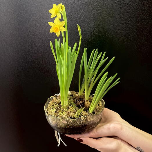 Живая композиция «Луч весны»