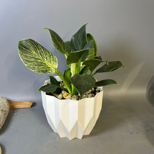 Комнатное растение филодендрон в геометрическом кашпо