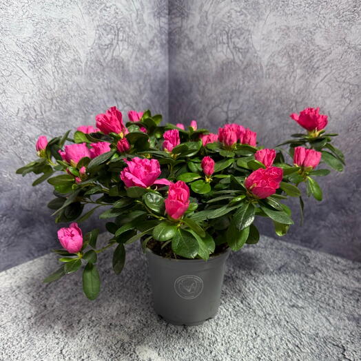 Ярко-розовая азалия