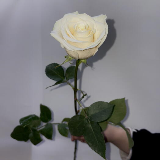 Роза белая Эквадор