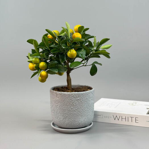 Мандариновое дерево Каламондин в сером горшке