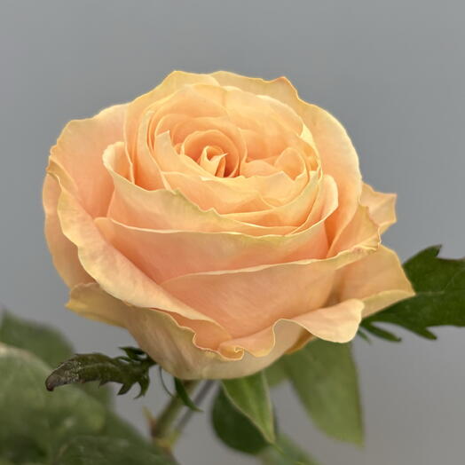 Роза Princess crown 50 см