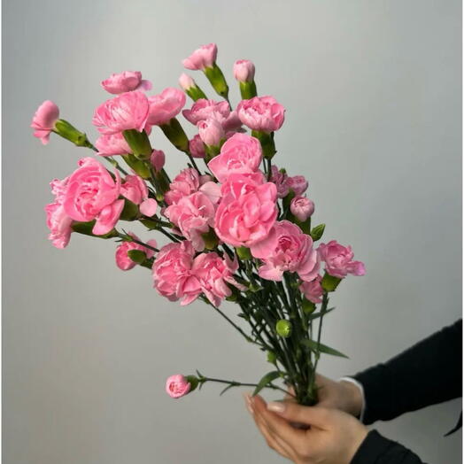 9 кустовых диантусов на ленте 🎀
