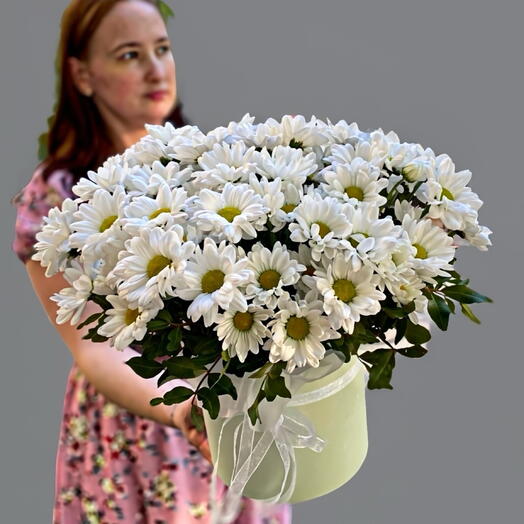 Хризантема ромашка