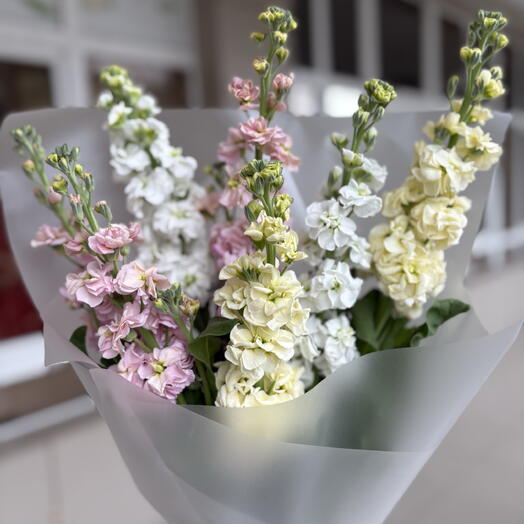 Микс матиоллы