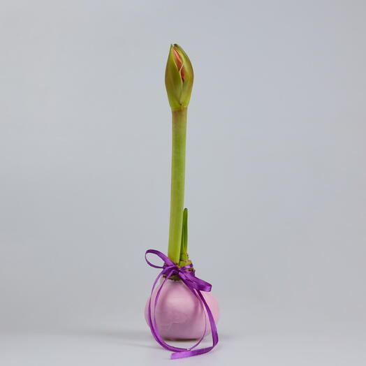 Луковица амариллиса в сиреневом воске