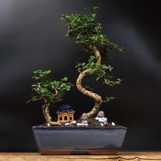 Дуэт из бонсай кармона Eternal love, 47см, 25 лет