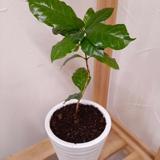 Кофе Арабика растение 16/40
