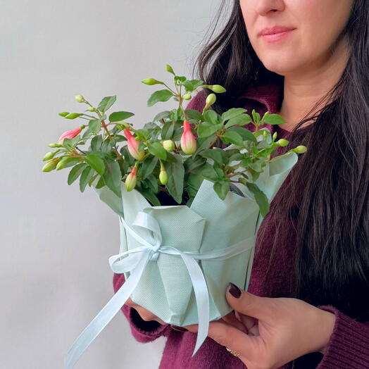 Фуксия бело розовая
