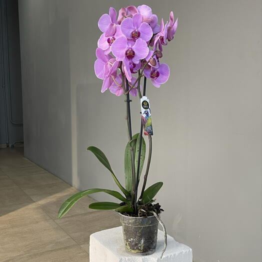 PINK ORCHID пышная 2-ствольная орхидея фаленопсис