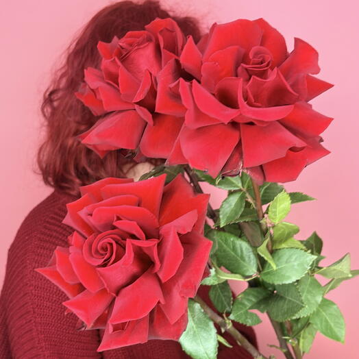 Гигантские французские розы 3шт🌹