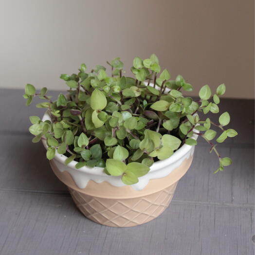 Комнатные растение 🌱 коллизия