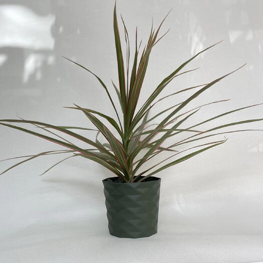 Драцена Маргината Маджента / Dracaena marginata Magenta