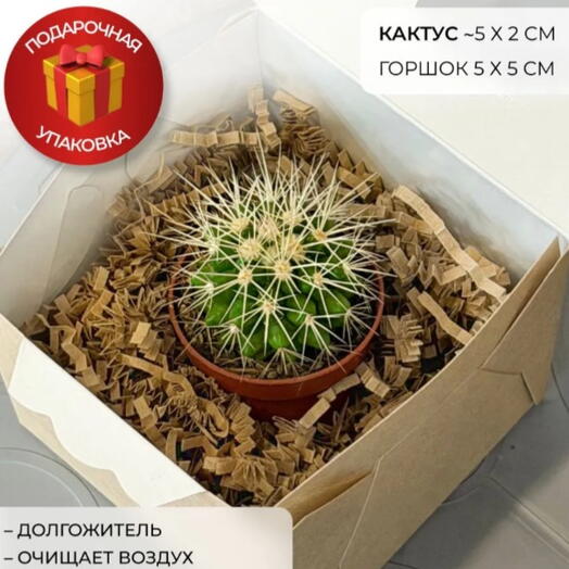 Кактус Эхинокактус Грузони в подарочной упаковке