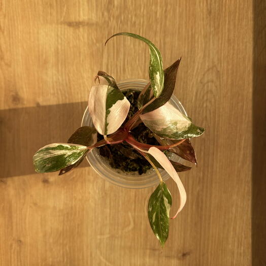 Philodendron ‘Pink Marble  – Rare Variegated Beauty