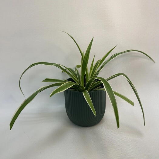 Хлорофитум хохлатый Вариегатум /Chlorophytum comosum Variegatum