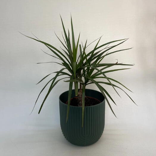 Драцена маргината / Dracaena marginata
