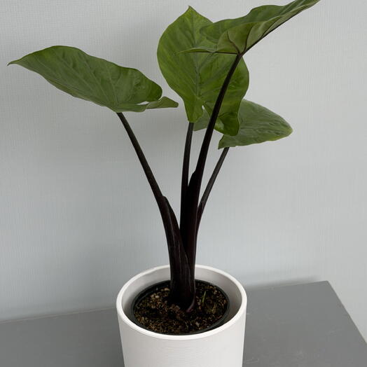 АЛОКАЗИЯ ALOCASIA MACRORRHIZA BLACK STEM